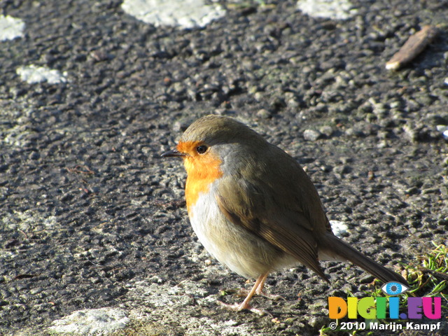SX12317 Close up of Robin on path